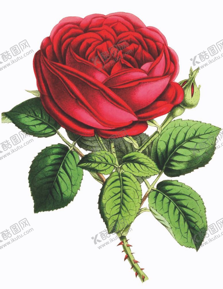 编号：54731209261432063618【酷图网】源文件下载-数码印花大花