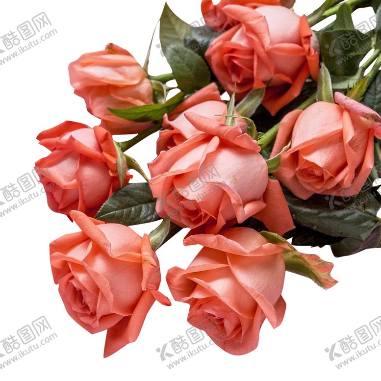 编号：66710710140008412184【酷图网】源文件下载-玫瑰花装饰素材