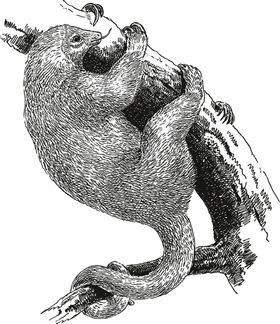 动物素描猛兽野生油画黑墨画