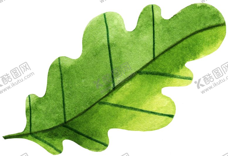 编号：17300810290350035417【酷图网】源文件下载-手绘植物叶片