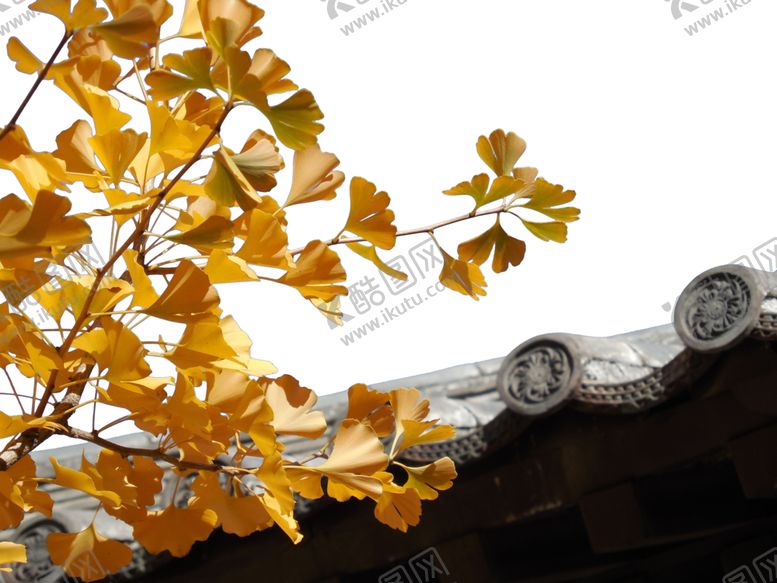 编号：72965807040955437475【酷图网】源文件下载-银杏叶