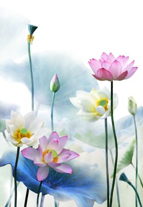 水墨荷花