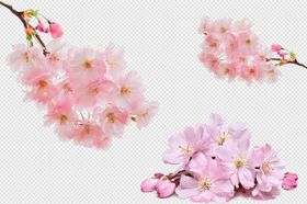 粉色桃花花枝