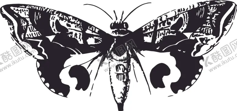 编号：81268910191626259185【酷图网】源文件下载-自然昆虫标本插画