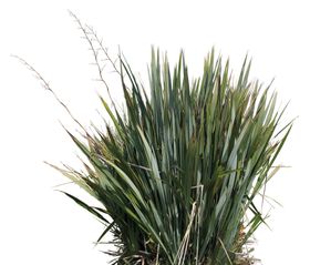 免扣扁平风花卉植物元素素材
