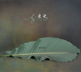 影楼模板
