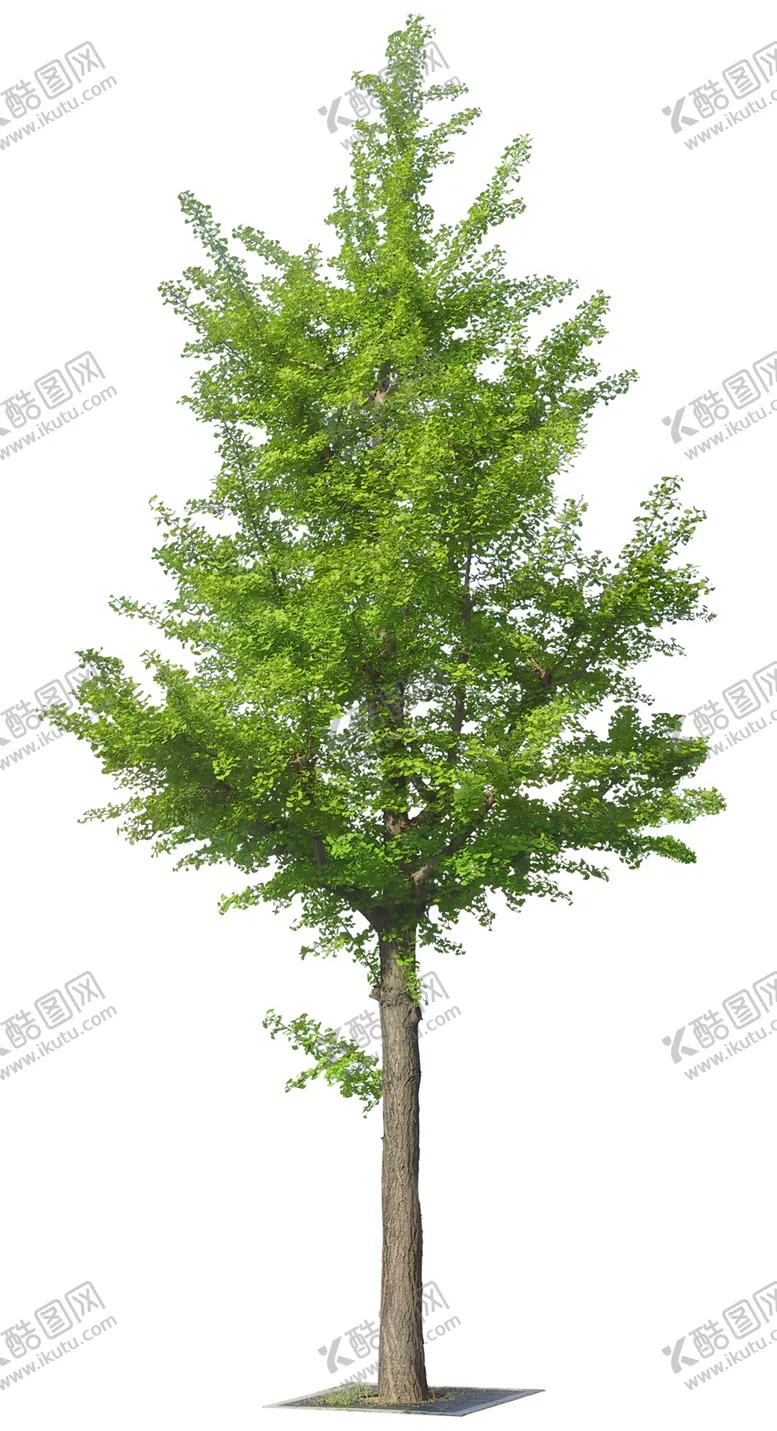编号：59717702120834022171【酷图网】源文件下载-植物元素银杏树大树