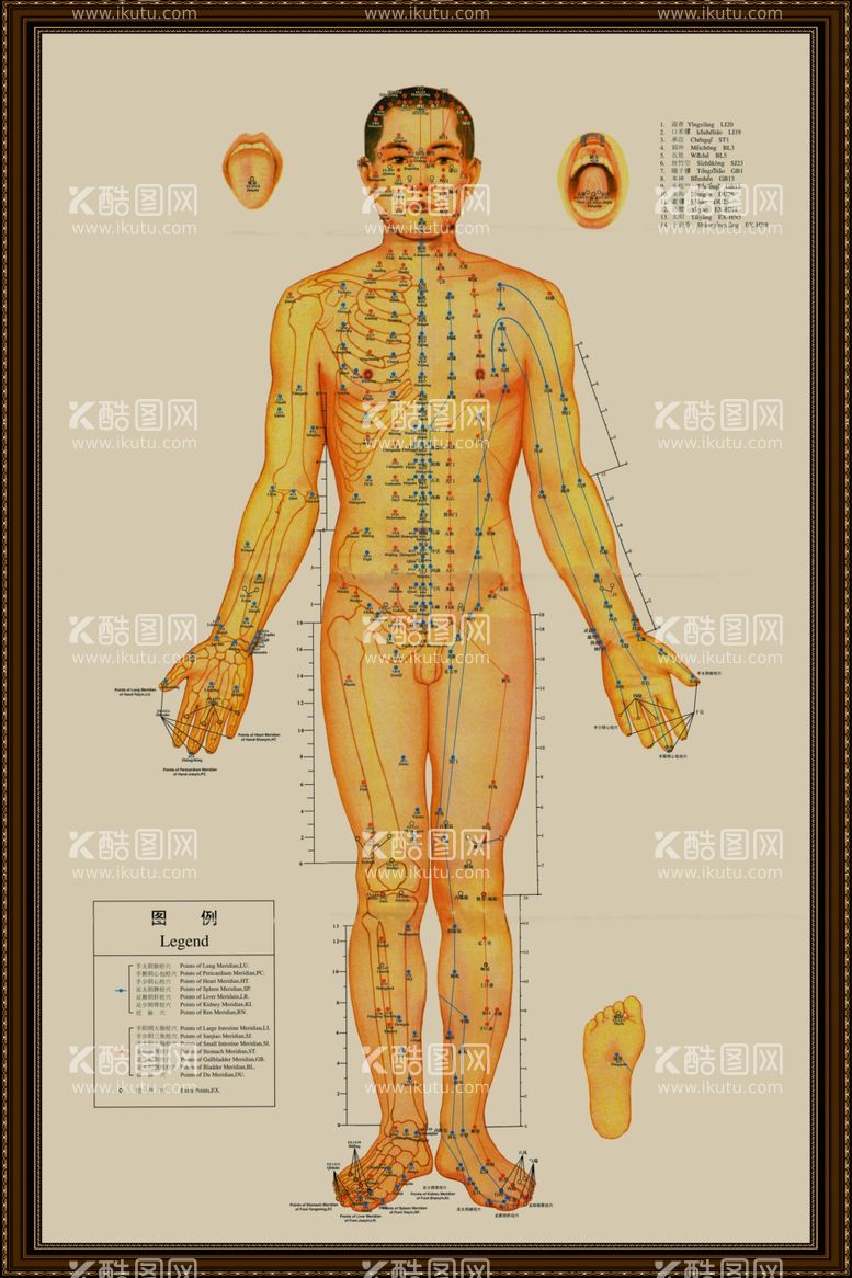 编号：64440412030129113214【酷图网】源文件下载- 男性穴位图