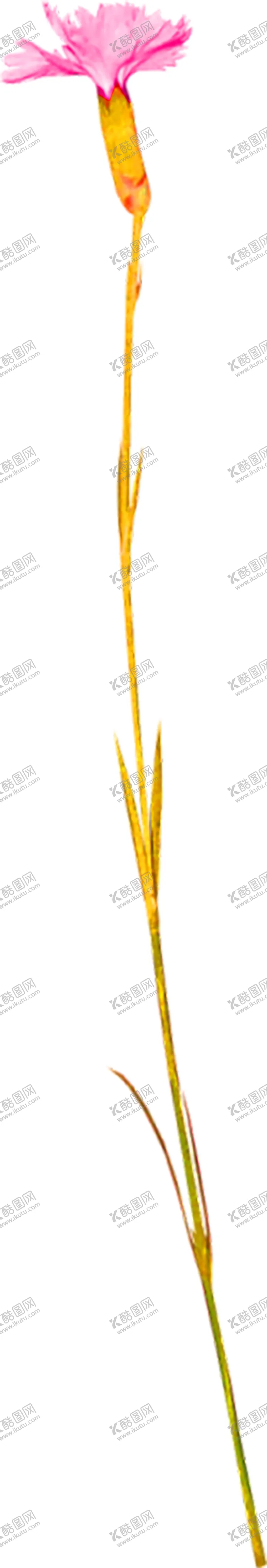 编号：10101506171352052952【酷图网】源文件下载-花素材