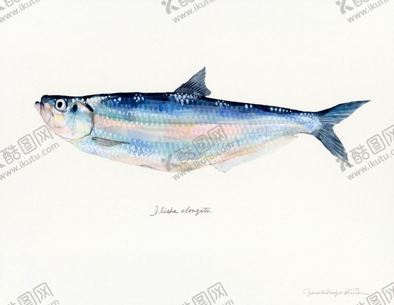 编号：64360809131538207596【酷图网】源文件下载-海洋鱼类水彩插画