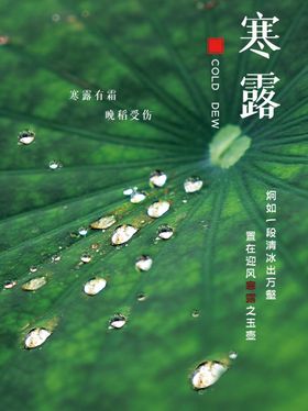 大气大雁南飞寒露节气海报