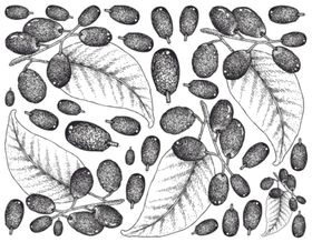 线描植物
