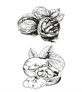 核桃矢量手绘简笔画