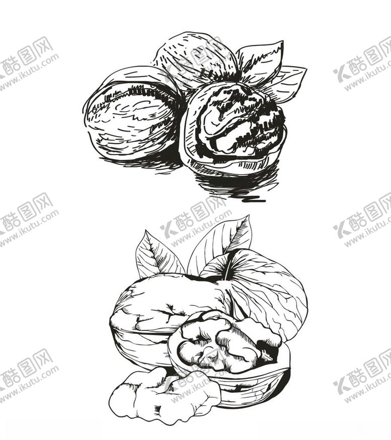 编号：22476706181702011018【酷图网】源文件下载-核桃矢量手绘简笔画