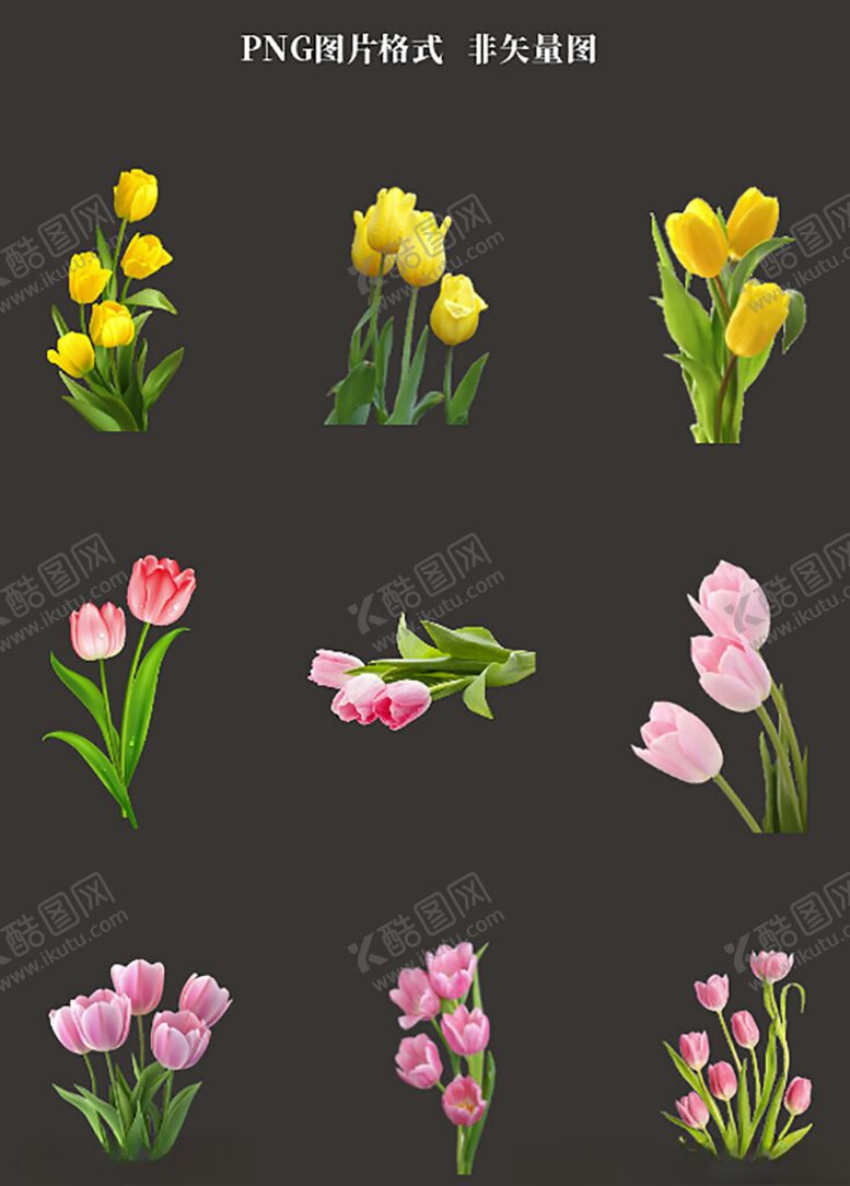 编号：83308504201237439070【酷图网】源文件下载-郁金香素材