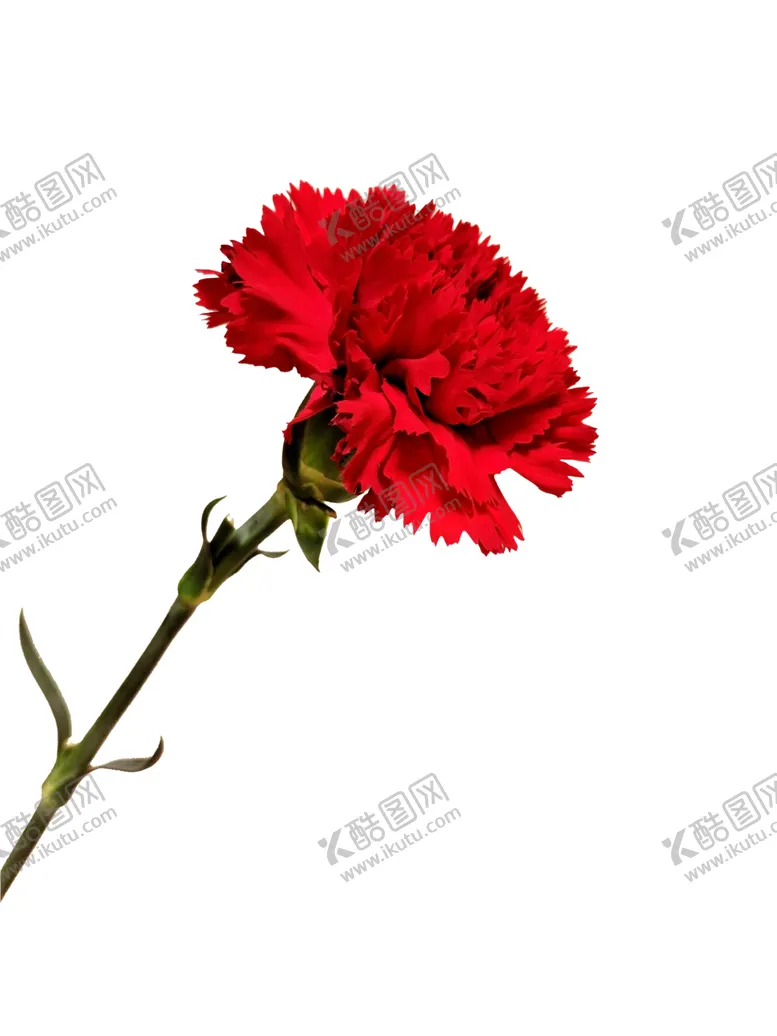 编号：21920404090558087027【酷图网】源文件下载-康乃馨
