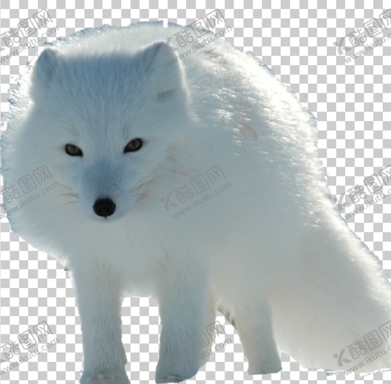 编号：64101909271621044138【酷图网】源文件下载-北极狐