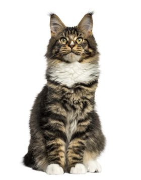 狸花猫