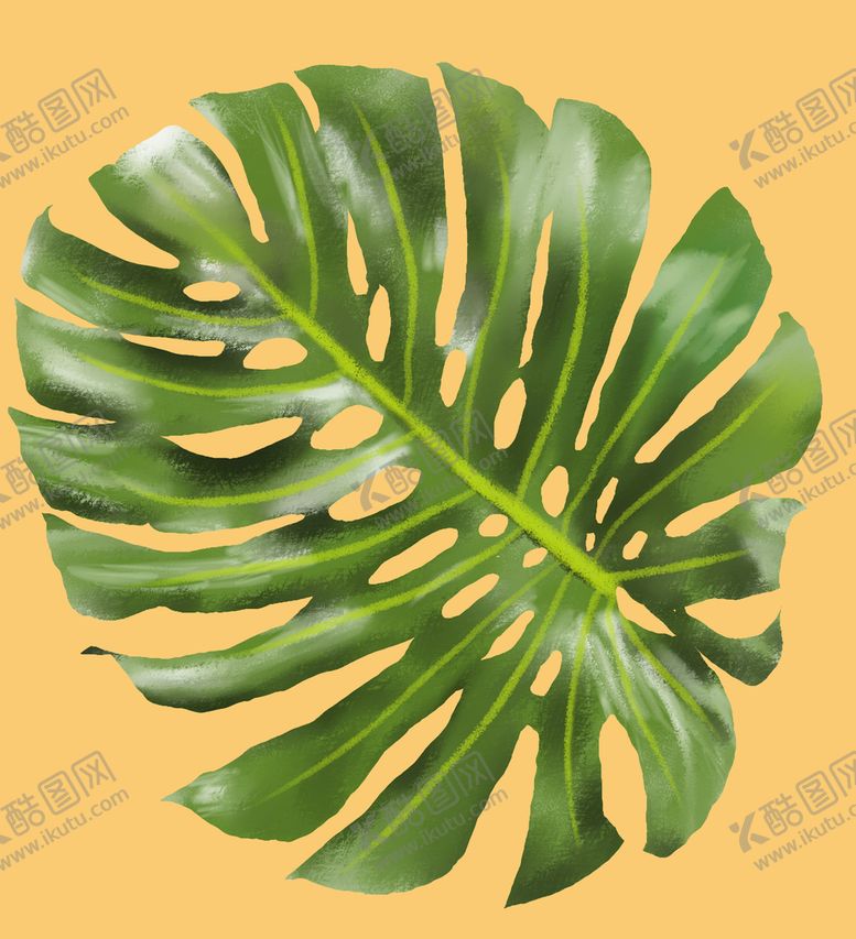 编号：01482910090307270753【酷图网】源文件下载-龟背竹 热带植物 叶子 板绘图