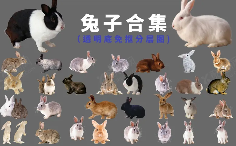编号：13005304240750333201【酷图网】源文件下载-兔子