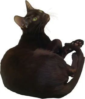 可爱动物小猫咪