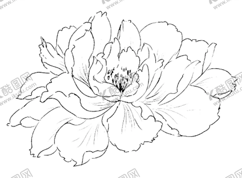 编号：06754909220237156584【酷图网】源文件下载-牡丹花素描插画