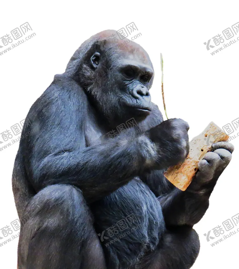 编号：72709704182356536219【酷图网】源文件下载-猴子