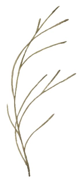 手绘植物花卉