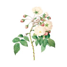 花卉插图