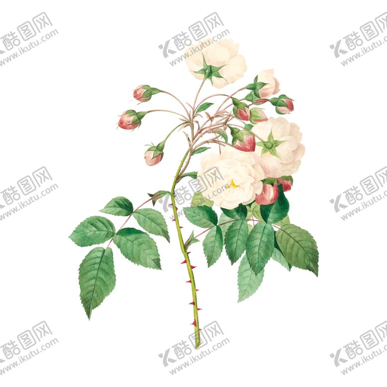 编号：29600605040430399781【酷图网】源文件下载-花卉插图