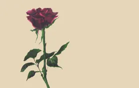 定位花