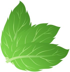 薄荷植物元素