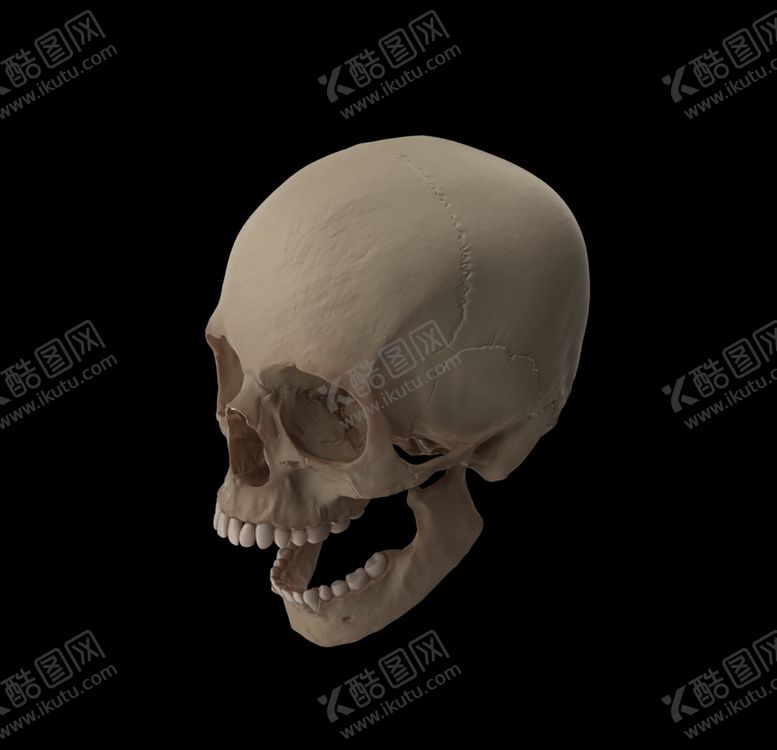 编号：48604509182237553508【酷图网】源文件下载-头骨骷髅