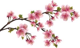 红色花背景