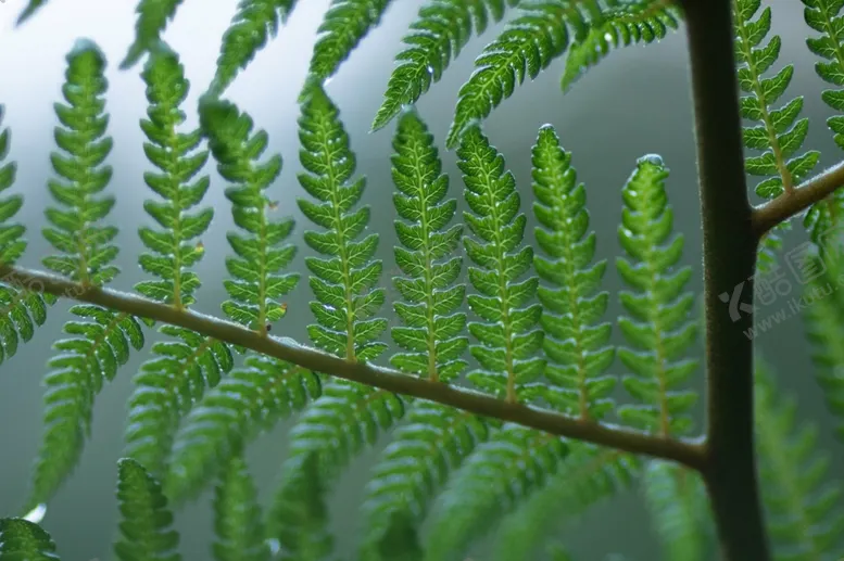 编号：97188512021025083345【酷图网】源文件下载-植物水珠
