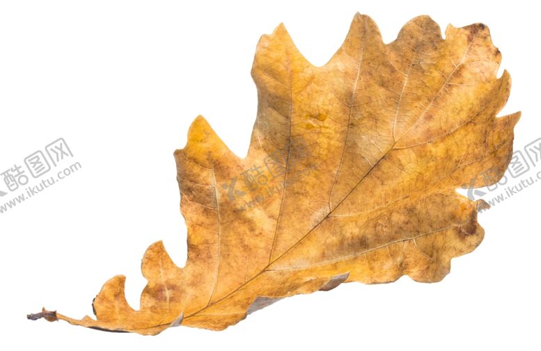 编号：10096709181605188605【酷图网】源文件下载-树叶