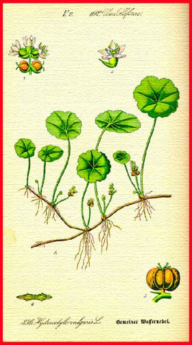花朵手绘植物水彩