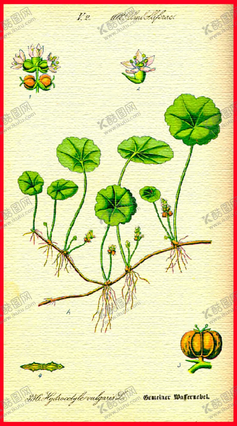 编号：93957905010012494742【酷图网】源文件下载-花朵手绘植物水彩