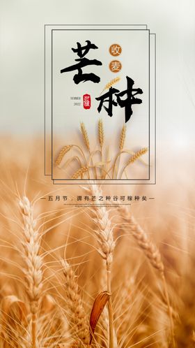 小麦穗金黄芒种田园风光