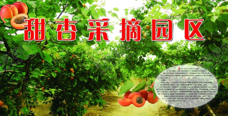 编号：66453110041316324429【酷图网】源文件下载-甜杏采摘园区