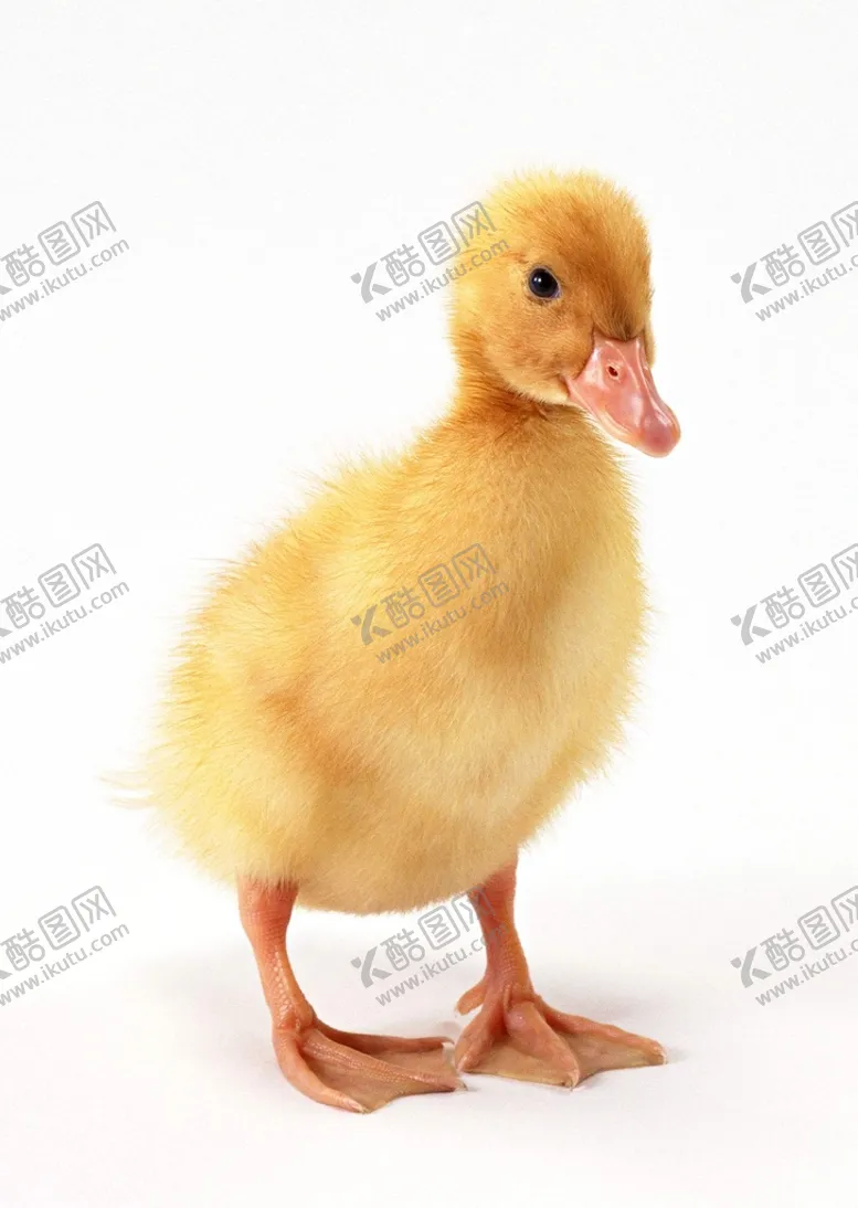编号：22034311070012322894【酷图网】源文件下载-小鸭子