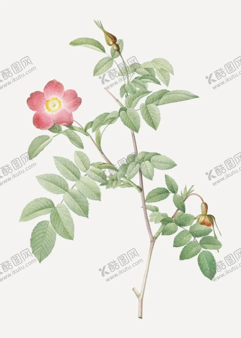 编号：56237910080359428796【酷图网】源文件下载-叶子花卉