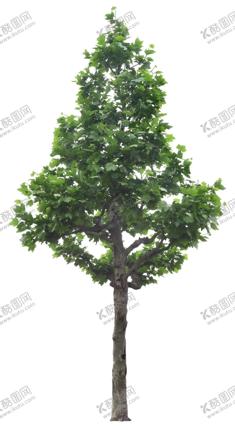编号：87743806260540002429【酷图网】源文件下载-免扣植物树木素材图片