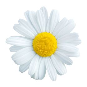 黄色菊花小雏菊PNG免扣鲜花