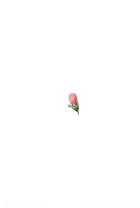 花蕊