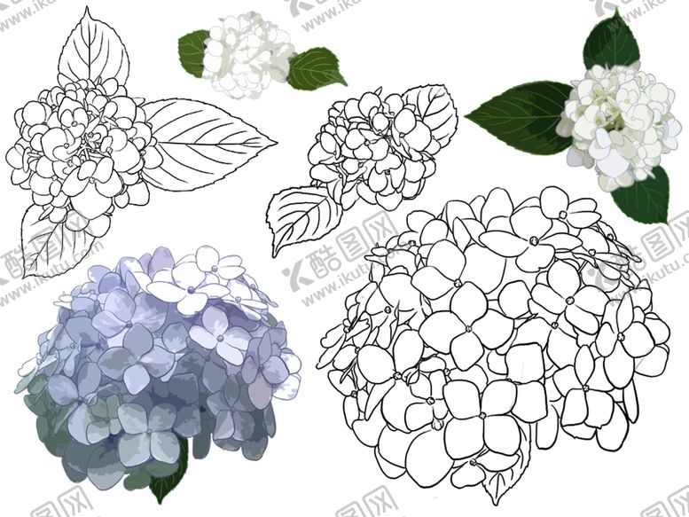编号：39090709210744168458【酷图网】源文件下载-花卉素描