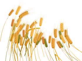 麦子