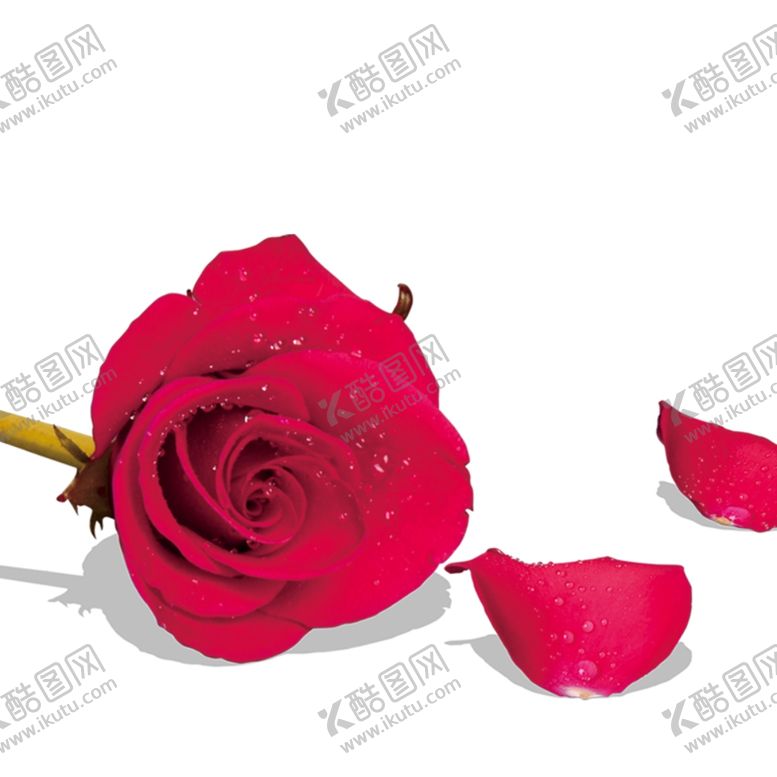 编号：20997306171449578738【酷图网】源文件下载-玫瑰花