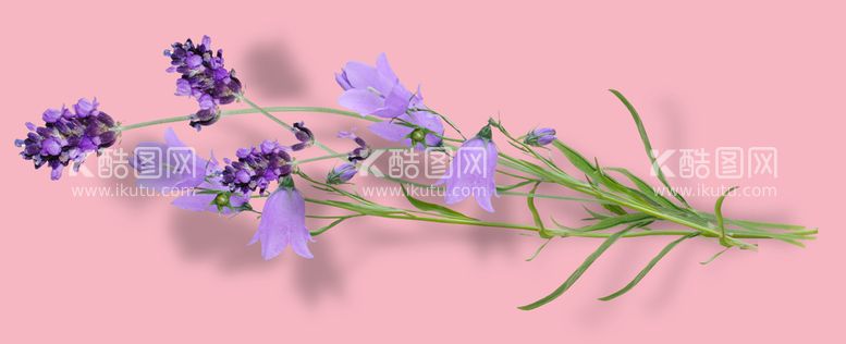 编号：10259810271801519557【酷图网】源文件下载-花朵