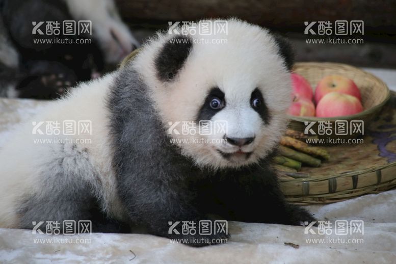 编号：88610210250102246045【酷图网】源文件下载-大熊猫